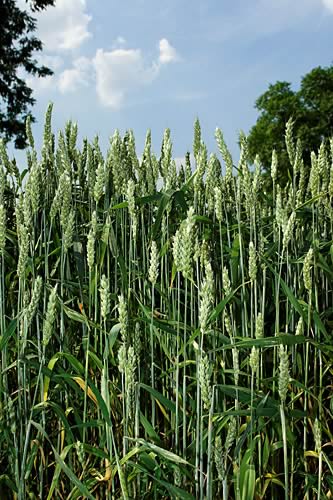 Farm Images